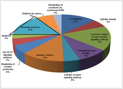 Insulin-like growth factors and aging: lessons from Laron syndrome